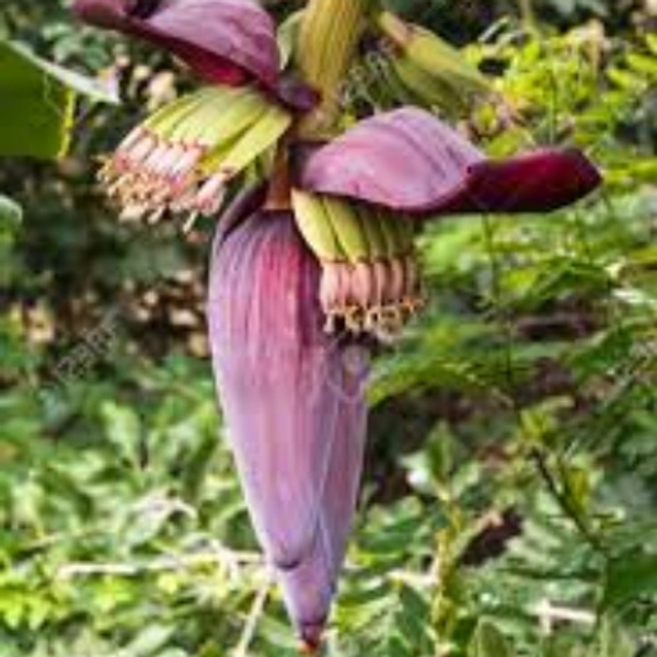 Banana  Flower : 1 piece
